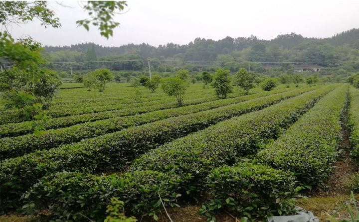 茶叶基地1.png